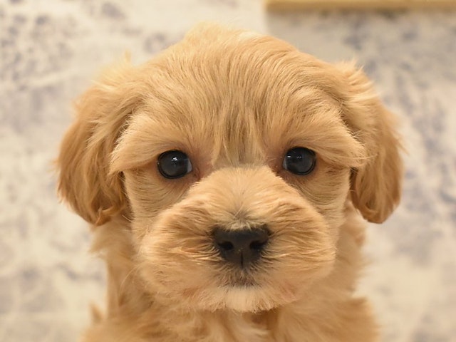 2024年2月21日生まれのハーフ犬の1枚目の写真